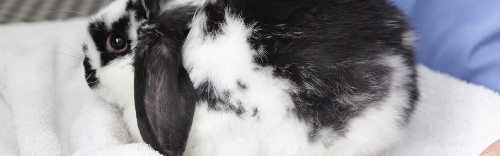 Black and white rabbit at the vets