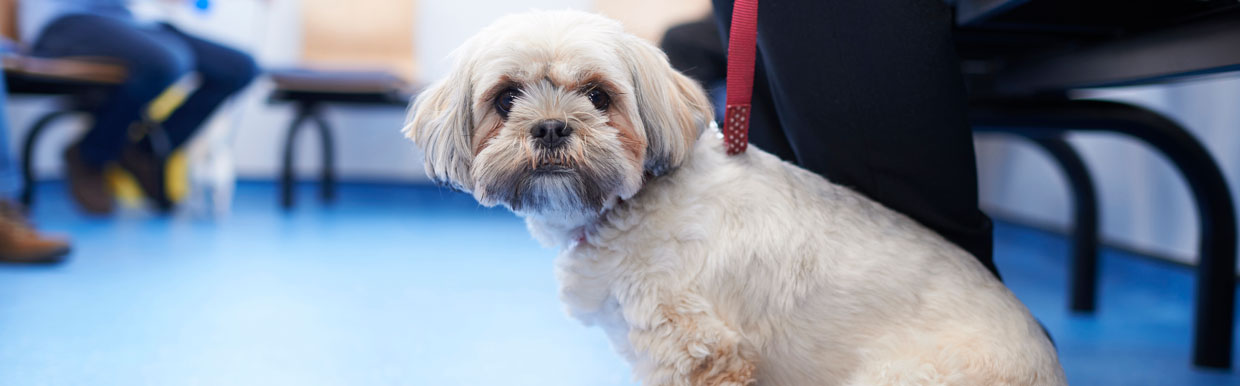 Worm control in dogs