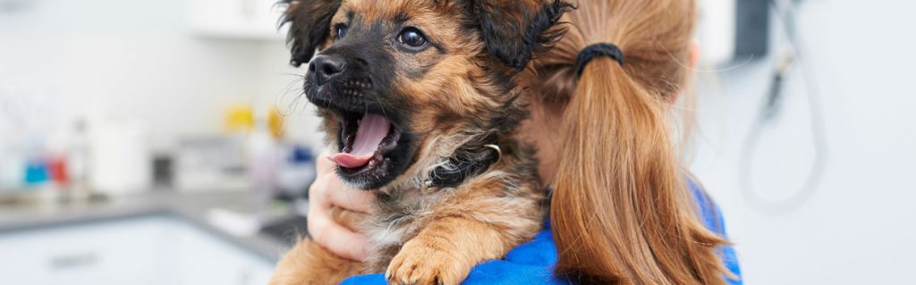 Puppy with vet