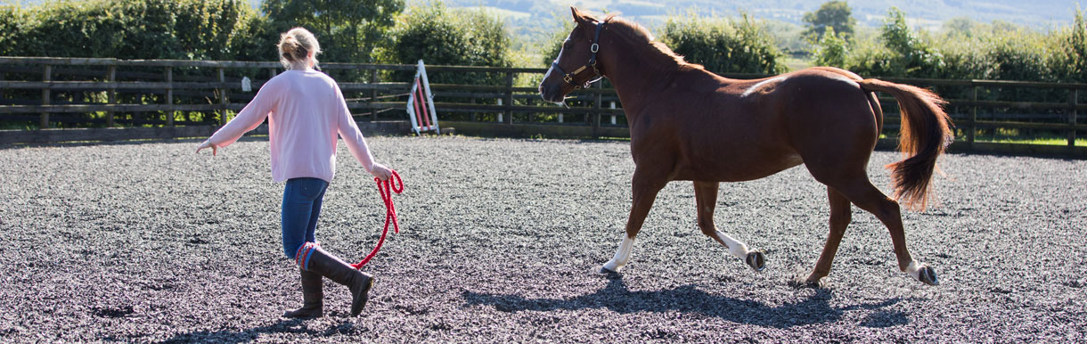 Redwings Horse Sanctuary is our chosen charity for 2019