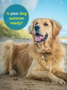 Is your dog summer ready?