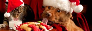 Dog and cat wearing Christmas hats enjoying snacks